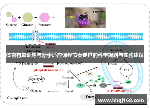 体育有氧训练与新手适应课程节奏递进的科学规划与实践建议